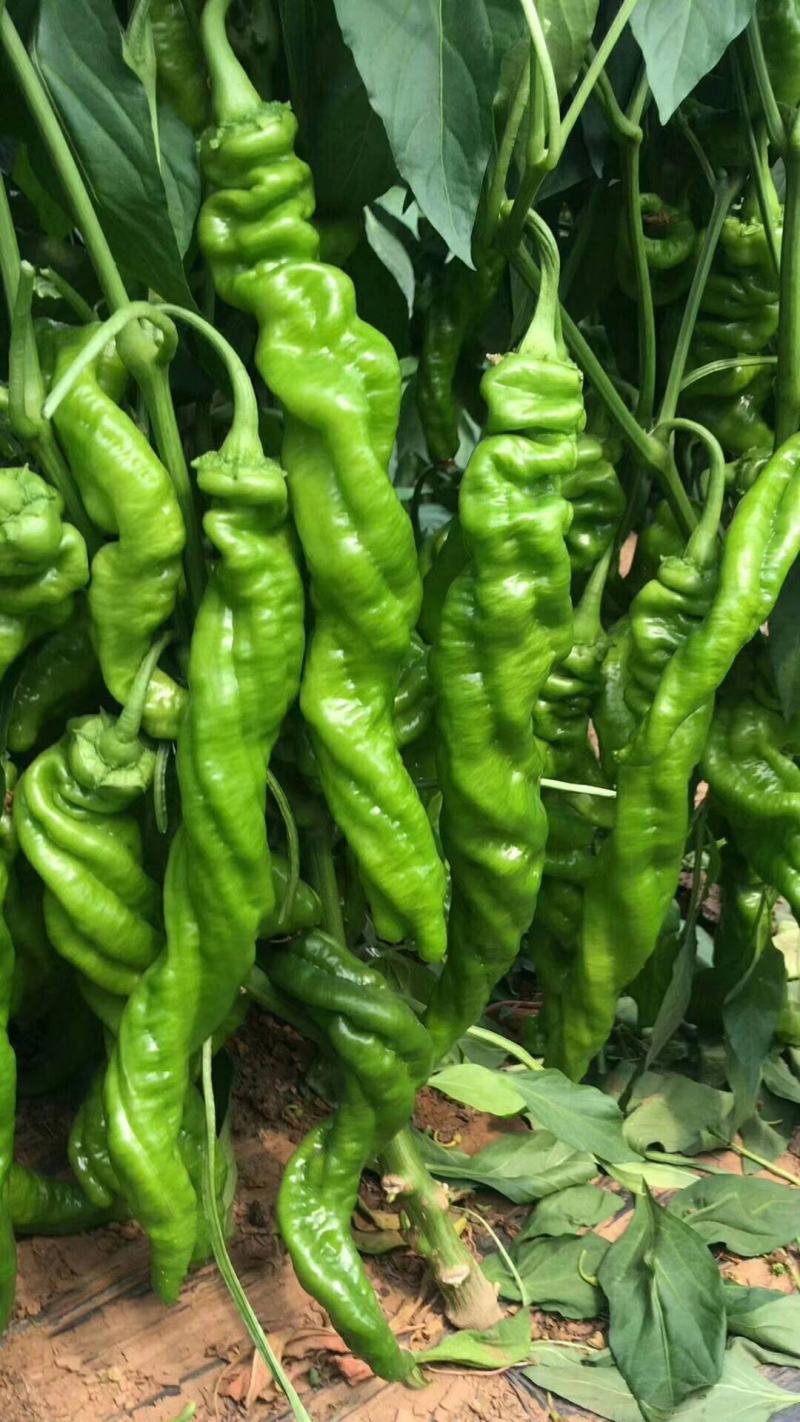 【精品】黄皮尖椒种植基地，商超品质，量大从优，来电优惠