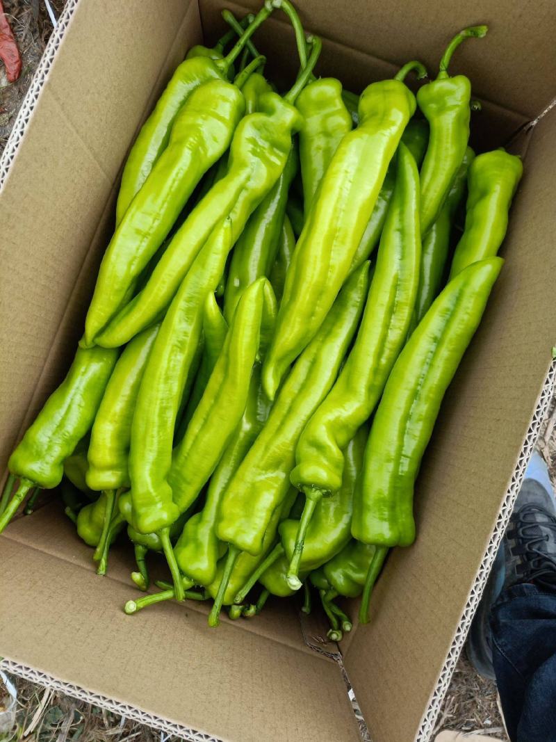 【精品】黄皮尖椒种植基地，商超品质，量大从优，来电优惠