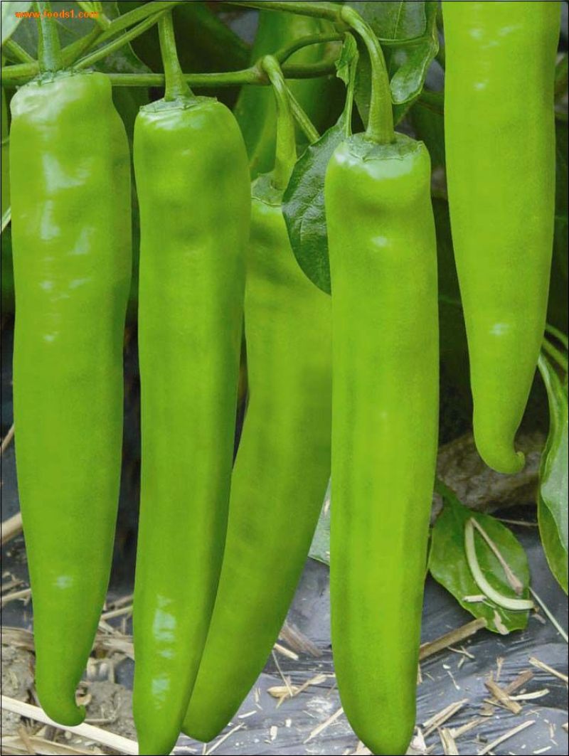 【精品】黄皮尖椒种植基地，商超品质，量大从优，来电优惠