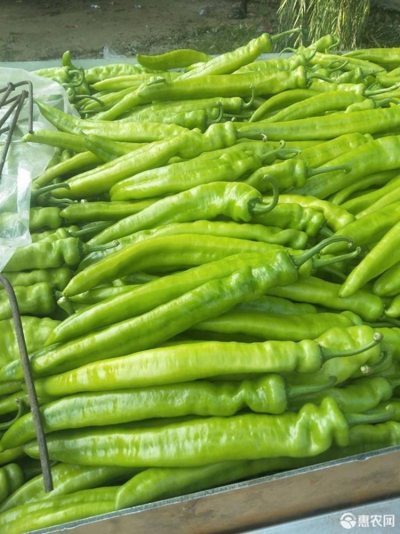【精品】黄皮尖椒种植基地，商超品质，量大从优，来电优惠