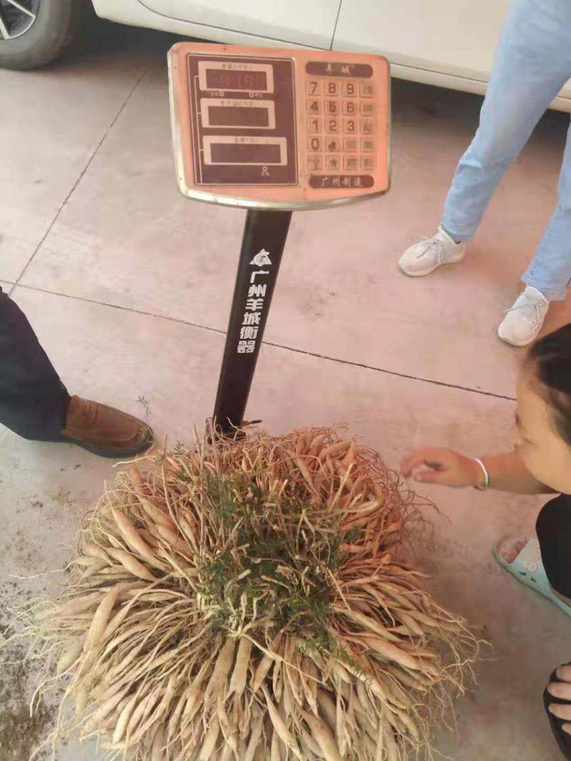 广西大天冬苗，提供技术，基地直供，货源充足，包回收
