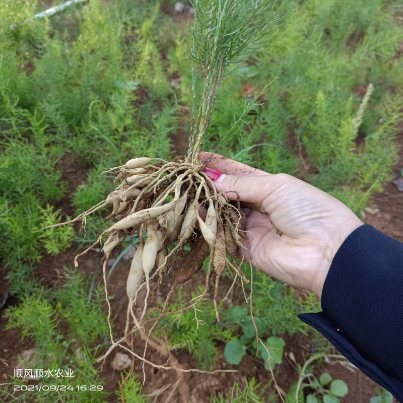 广西大天冬苗，提供技术，基地直供，货源充足，包回收