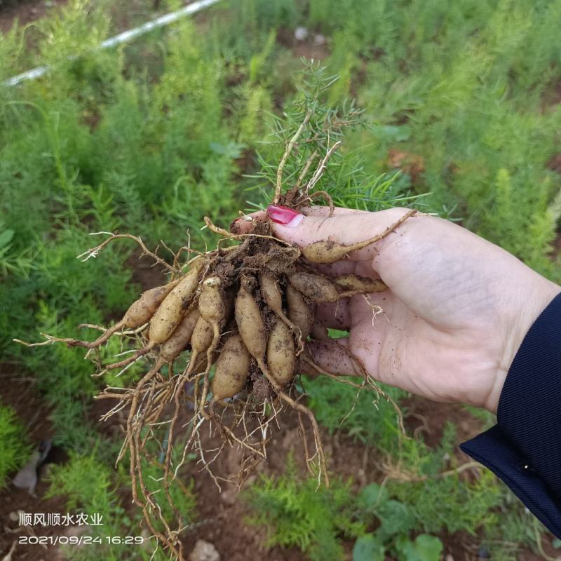 广西大天冬苗，提供技术，基地直供，货源充足，包回收