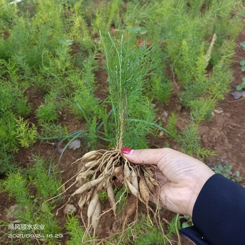 广西大天冬苗，提供技术，基地直供，货源充足，包回收