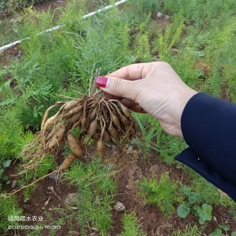 广西大天冬苗，提供技术，基地直供，货源充足，包回收