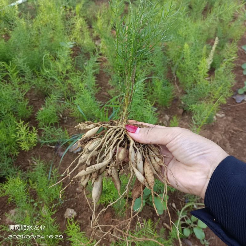 广西大天冬苗，提供技术，基地直供，货源充足，包回收