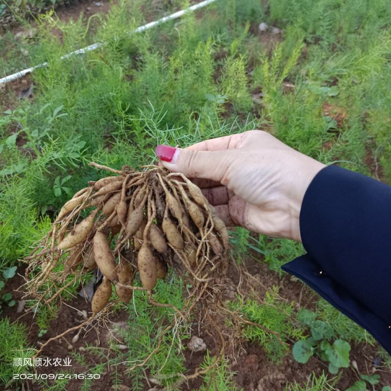 广西大天冬苗，包技术，成活好！5个薯起苗