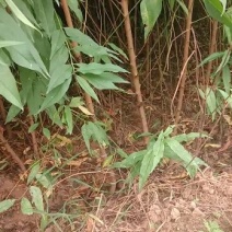 河北桃苗，原生苗，占地嫁接都可以，价格亲民