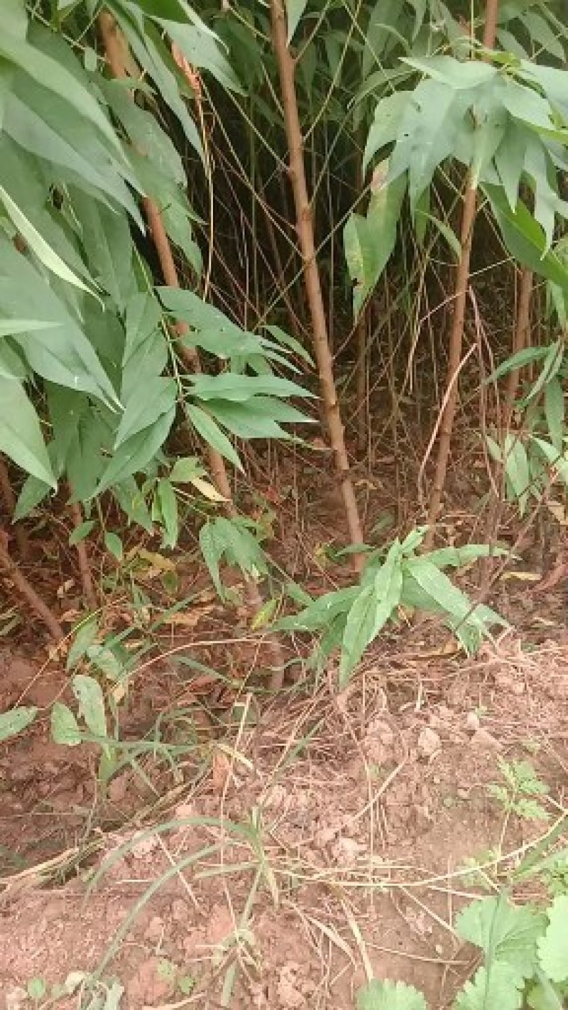 河北桃苗，原生苗，占地嫁接都可以，价格亲民