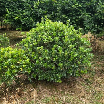 海桐球，适合各大绿化工程，花期5月，果熟期9-10月。
