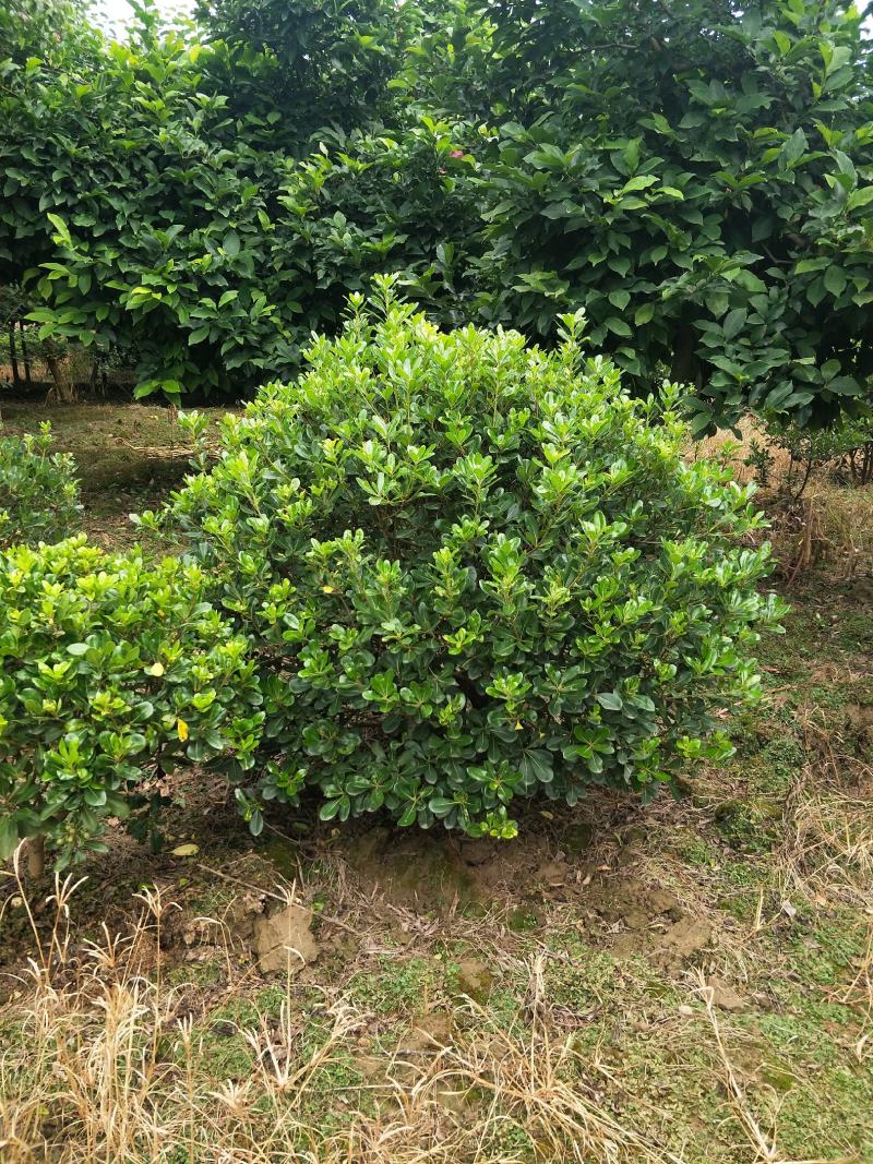 海桐球，适合各大绿化工程，花期5月，果熟期9-10月。