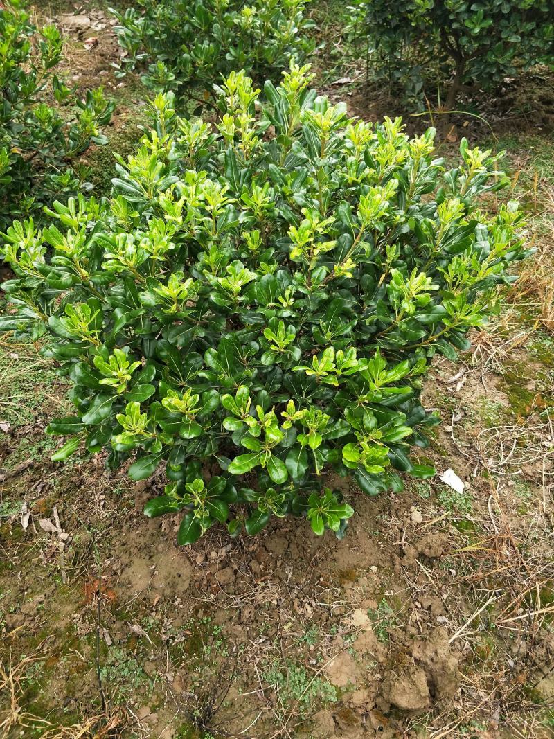 海桐球，适合各大绿化工程，花期5月，果熟期9-10月。