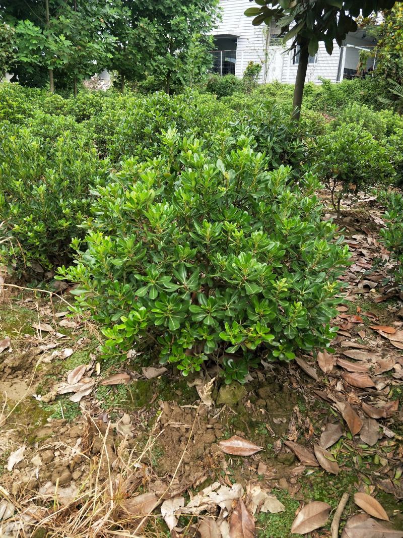 海桐球，适合各大绿化工程，花期5月，果熟期9-10月。