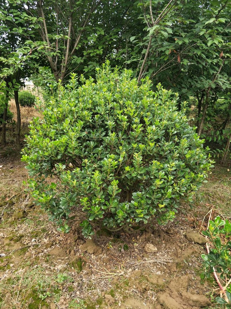 海桐球，适合各大绿化工程，花期5月，果熟期9-10月。