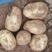 V7土豆纯沙地优质货品，大量供应，品质保证