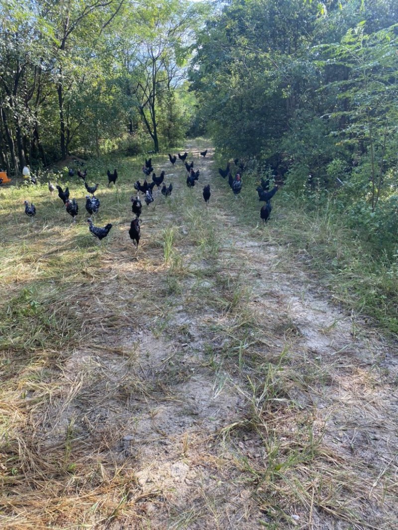 贵妃鸡公鸡母鸡很快就可以下蛋了，批发零售