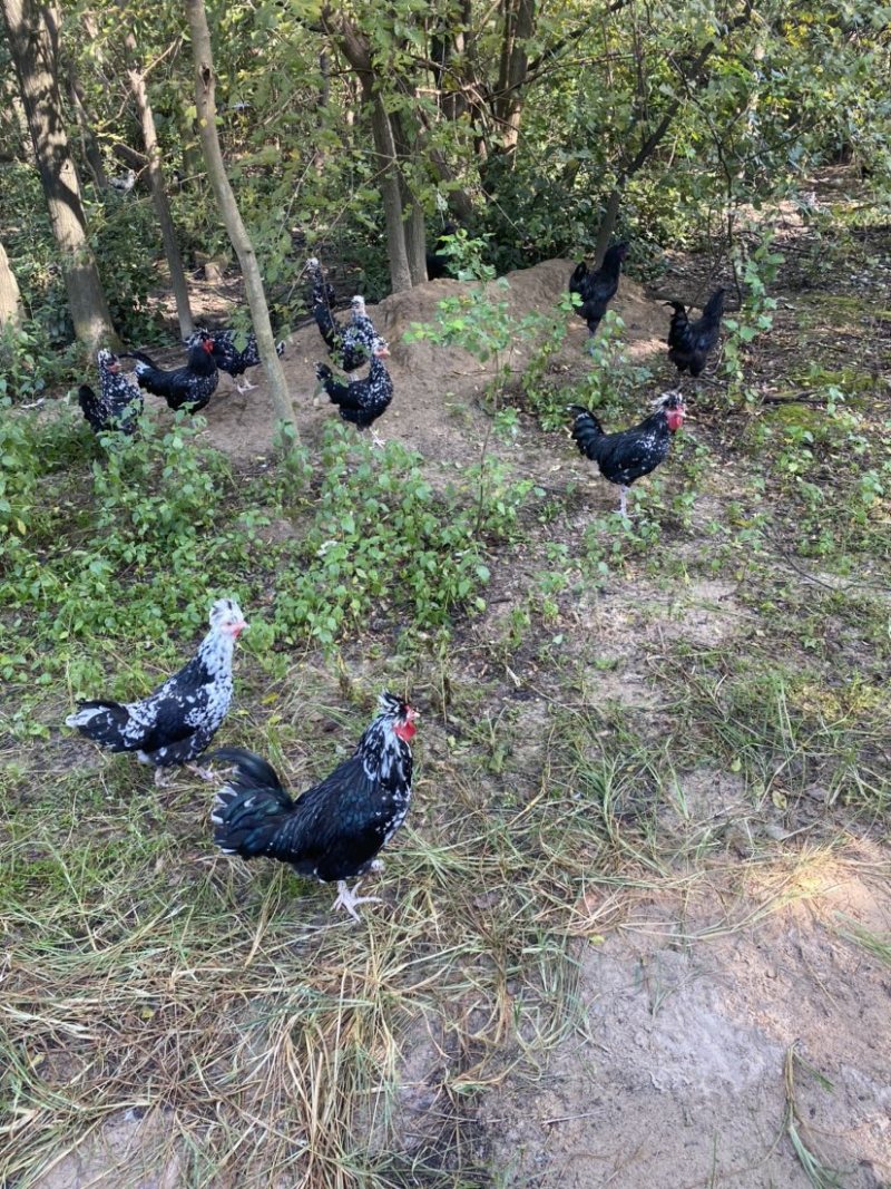 贵妃鸡公鸡母鸡很快就可以下蛋了，批发零售