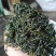 四川小叶苦丁茶，入口微苦回味甘甜的茶