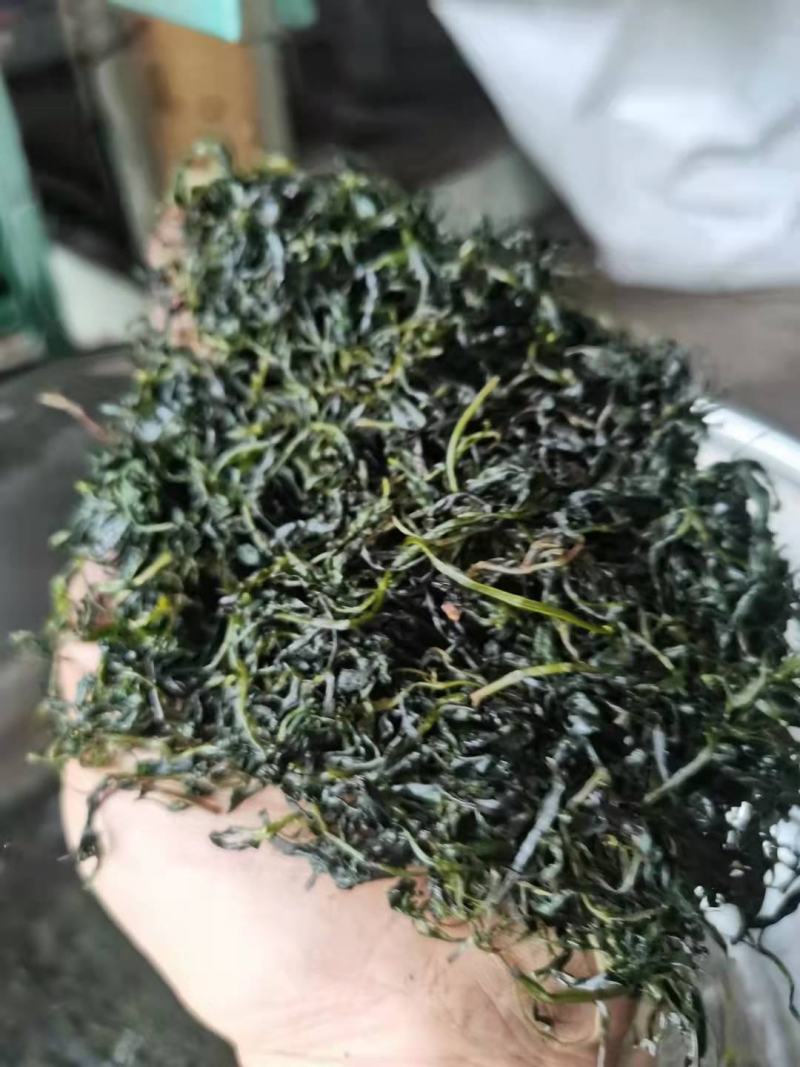四川小叶苦丁茶，入口微苦回味甘甜的茶