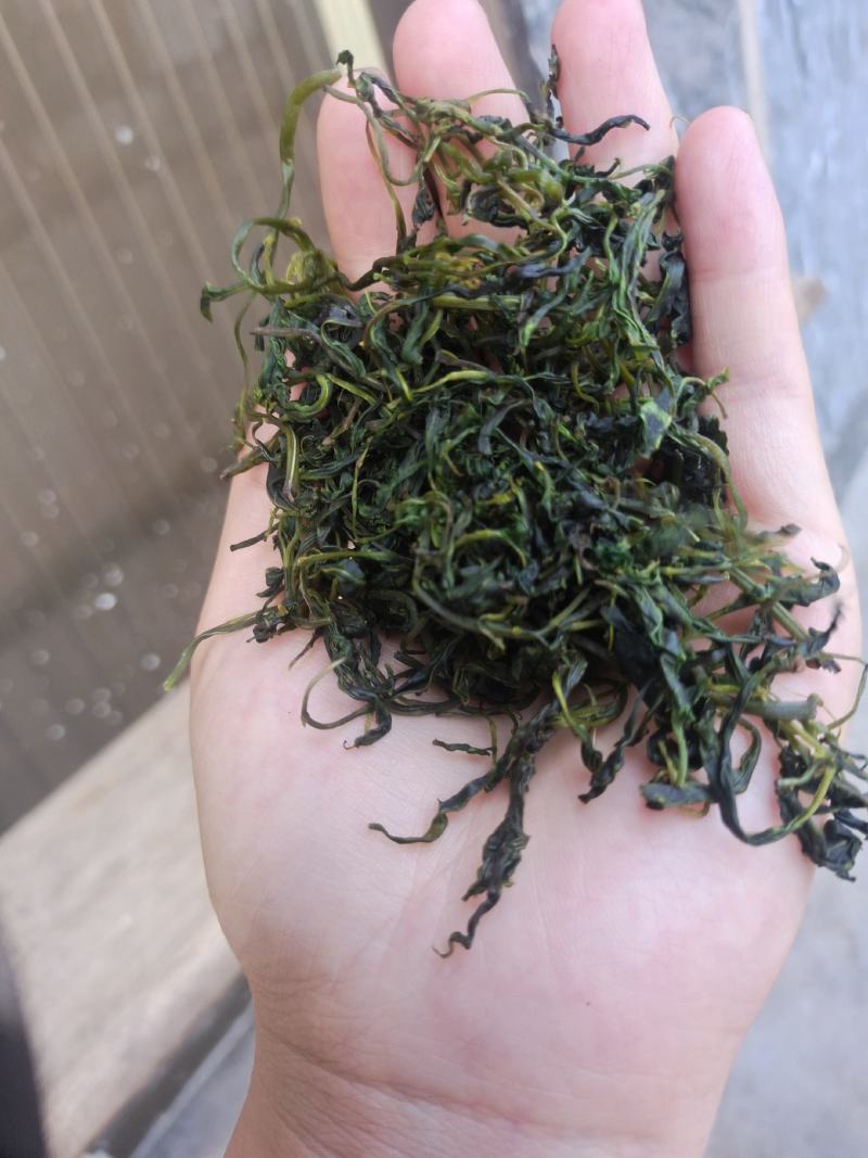 四川小叶苦丁茶，入口微苦回味甘甜的茶