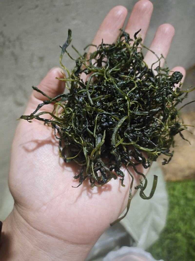 四川小叶苦丁茶，入口微苦回味甘甜的茶