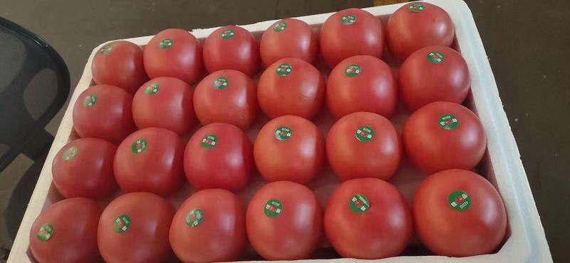 园区温室硬粉西红柿，耐运输，果型圆，不空果可供商超市场。
