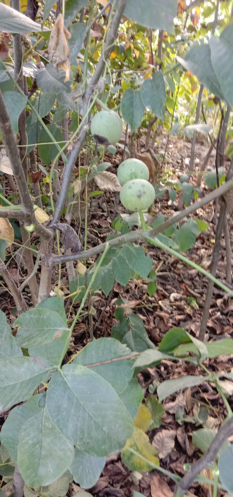 河北优质核桃苗，2/3年苗2/3/4公分害占地嫁接都可以