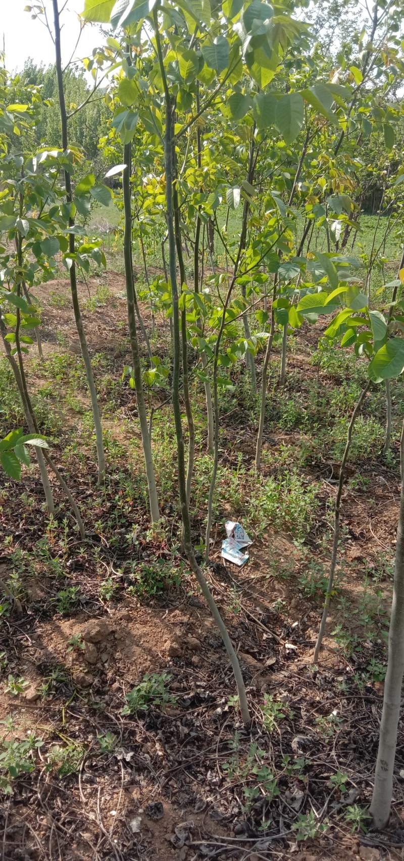河北优质核桃苗，2/3年苗2/3/4公分害占地嫁接都可以