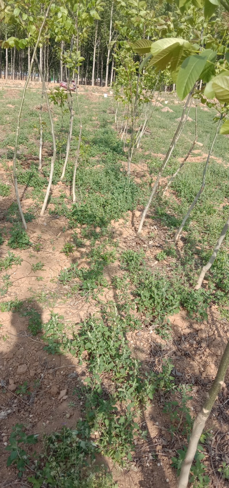 河北优质核桃苗，2/3年苗2/3/4公分害占地嫁接都可以