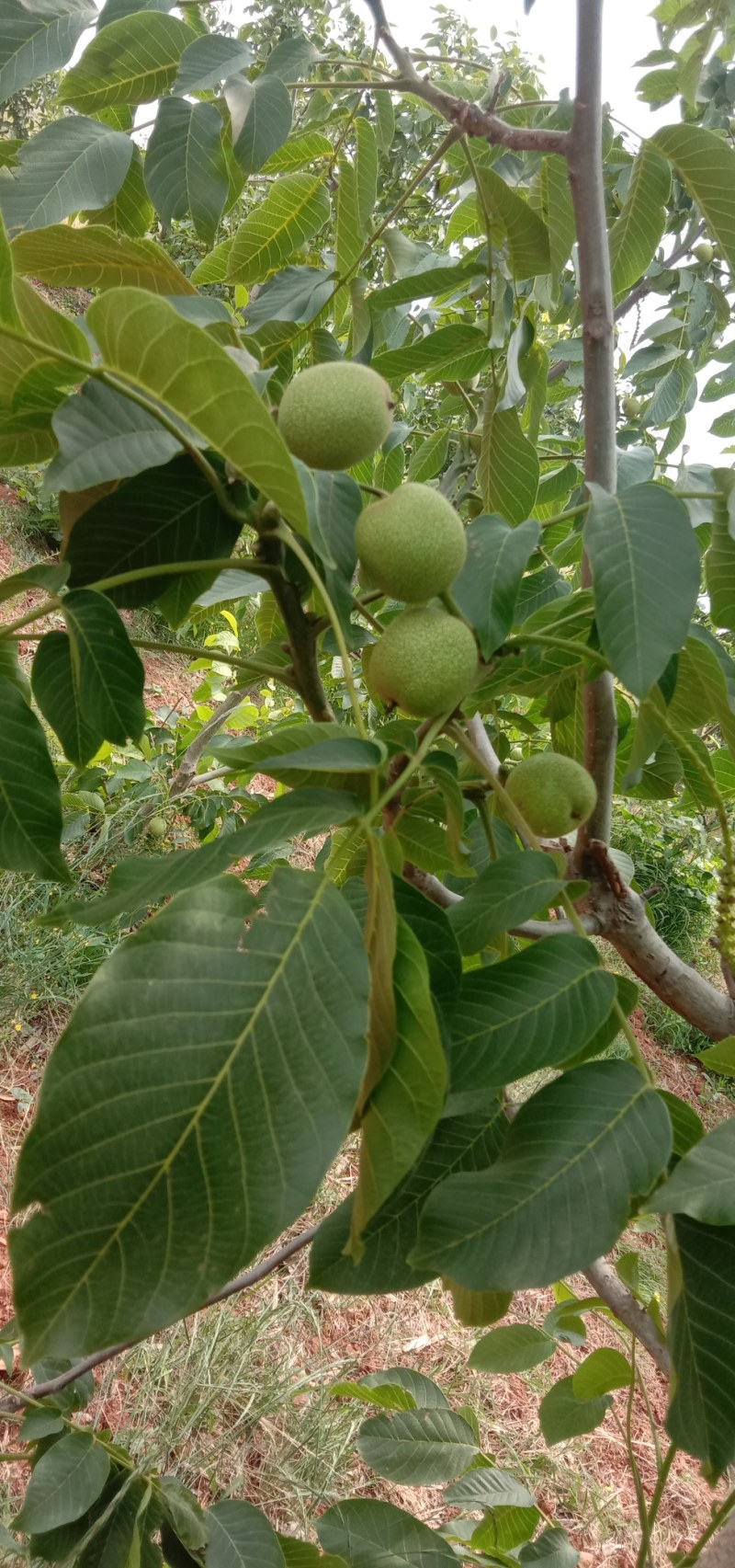 河北优质核桃苗，2/3年苗2/3/4公分害占地嫁接都可以