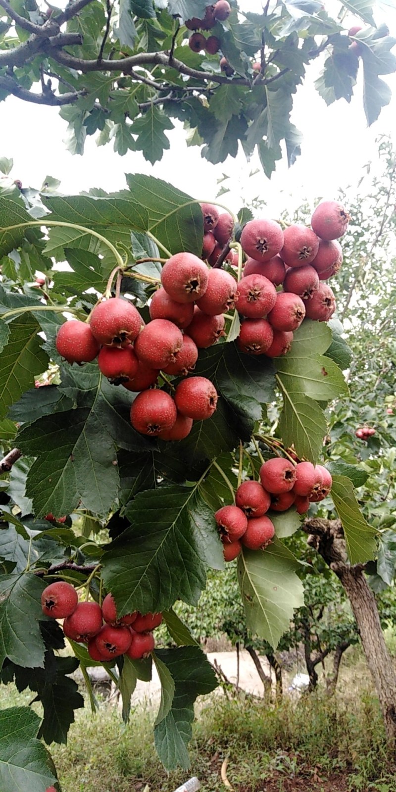 大金山楂，现在大金星山楂大量上市，欢迎大家积极联系我