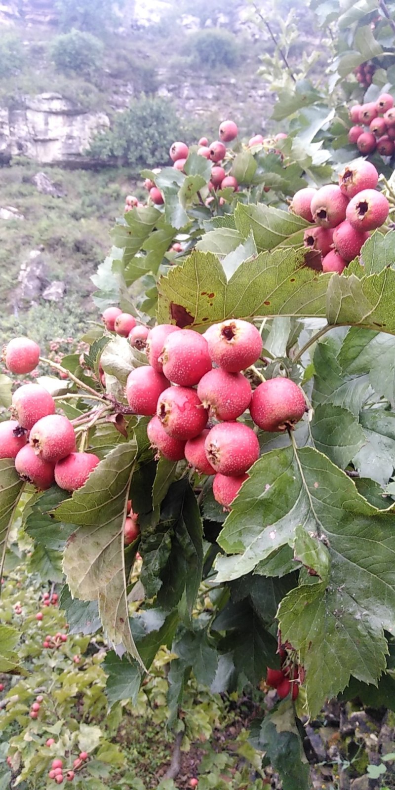 大金山楂，现在大金星山楂大量上市，欢迎大家积极联系我