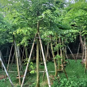 黄花梨/海南黄花梨，产地直销5-6-7-8-9-10分袋
