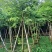 黄花梨/海南黄花梨，产地直销5-6-7-8-9-10分袋