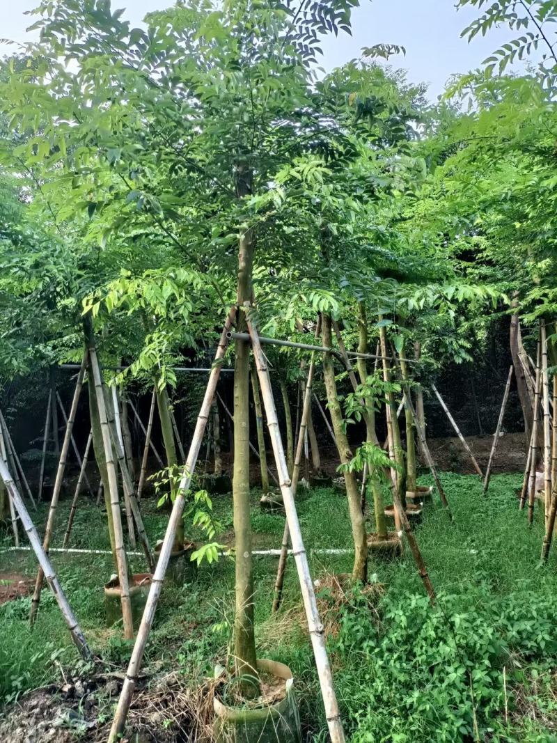 黄花梨/海南黄花梨，产地直销5-6-7-8-9-10分袋