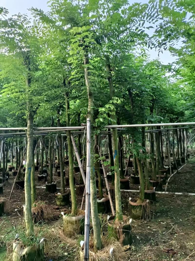 黄花梨/海南黄花梨，产地直销5-6-7-8-9-10分袋