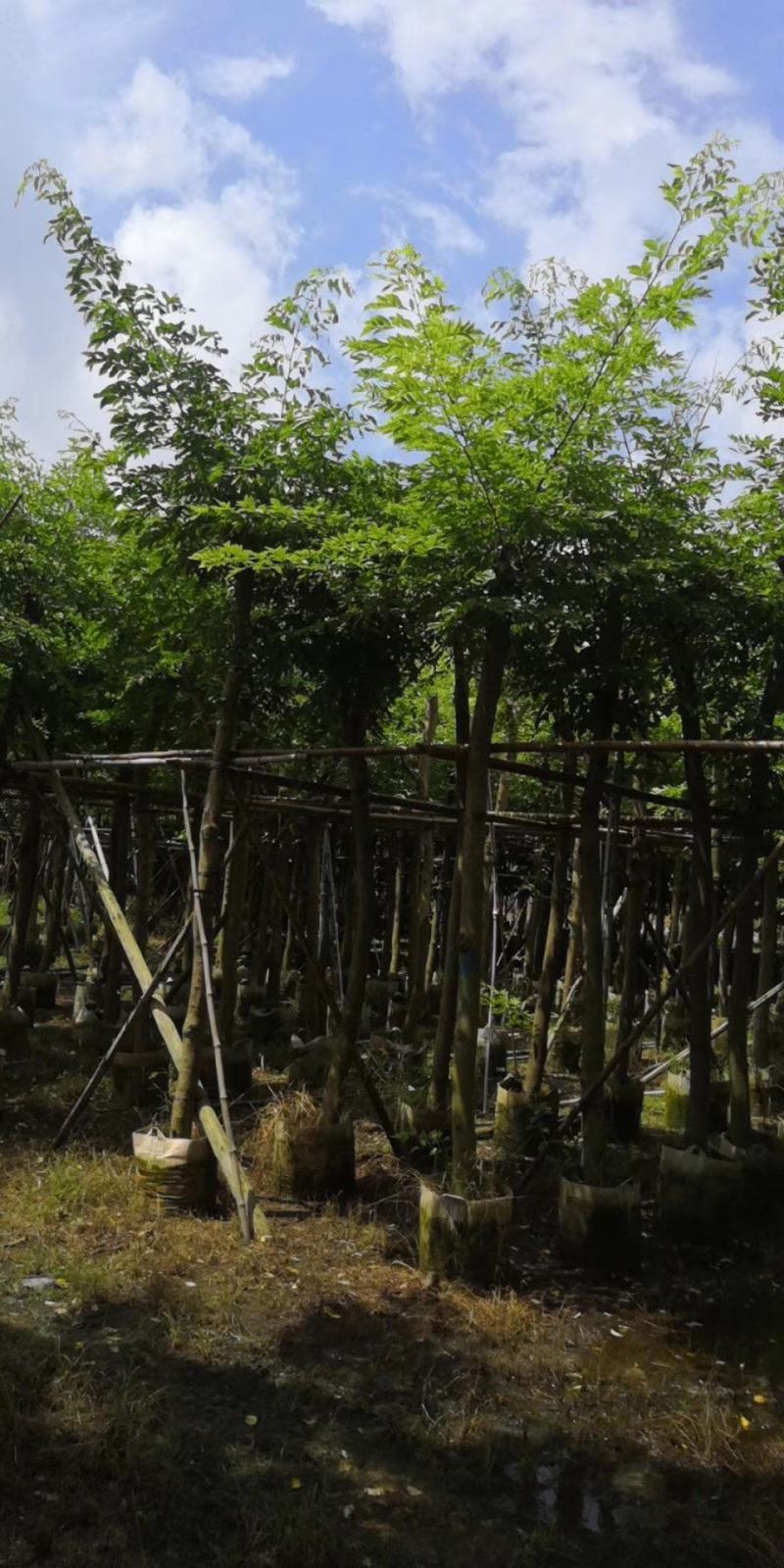 黄花梨/海南黄花梨，产地直销5-6-7-8-9-10分袋