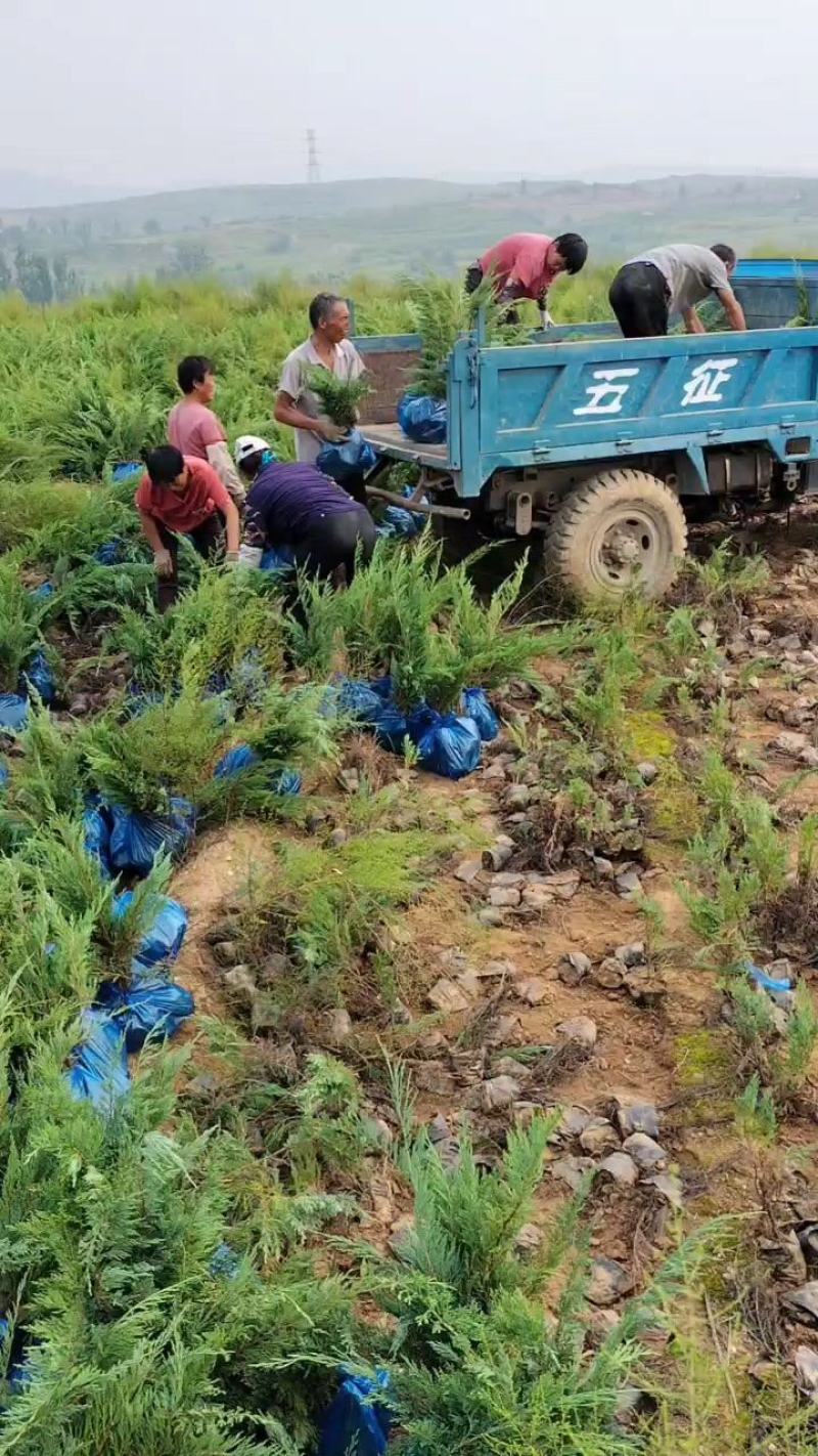 铺地柏沙地柏40-60高营养杯苗地柏