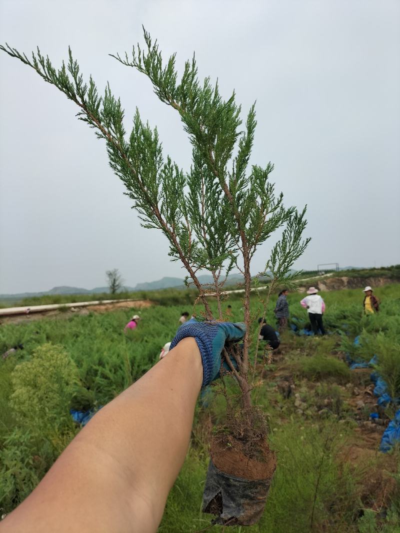 铺地柏沙地柏40-60高营养杯苗地柏