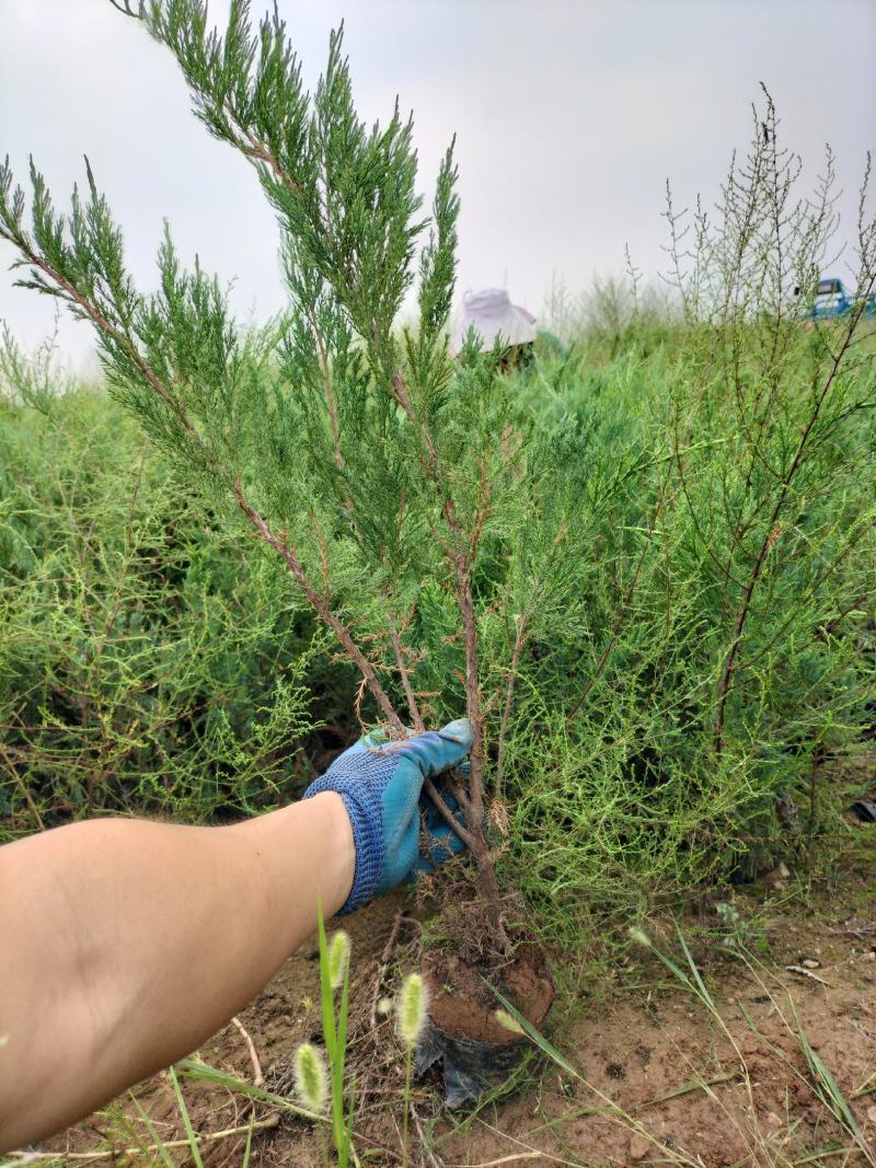铺地柏沙地柏40-60高营养杯苗地柏