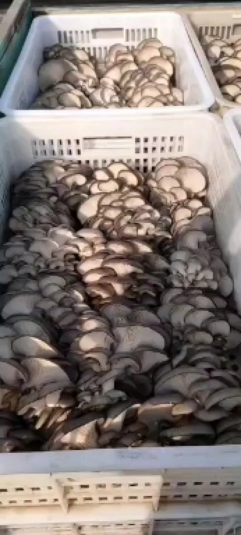 黑平菇基地直供