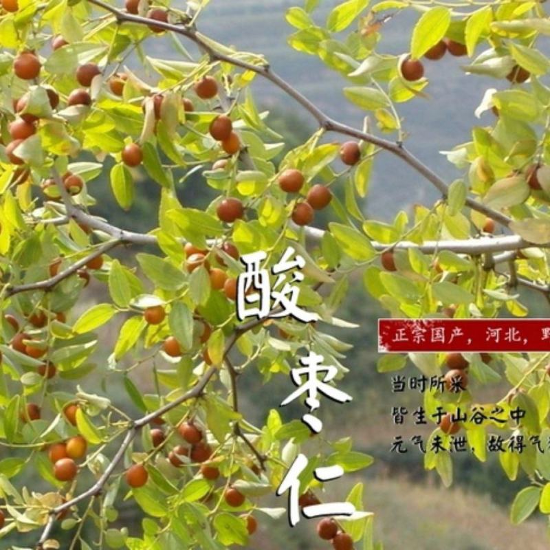 酸枣仁中药材酸枣仁酸枣仁粉生酸枣仁熟酸枣仁