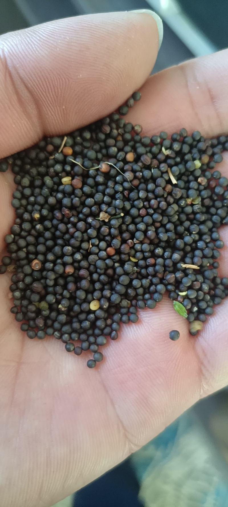 [牛]优质油菜籽，一级新疆油菜籽大量上市，产地现货直发