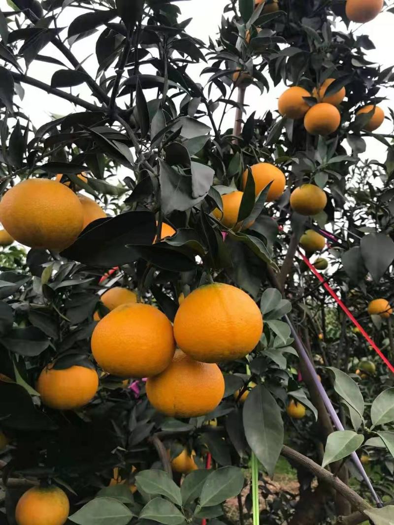 爱媛果冻橙已大量上市口感好果型好果面漂亮欢迎老板下单联系