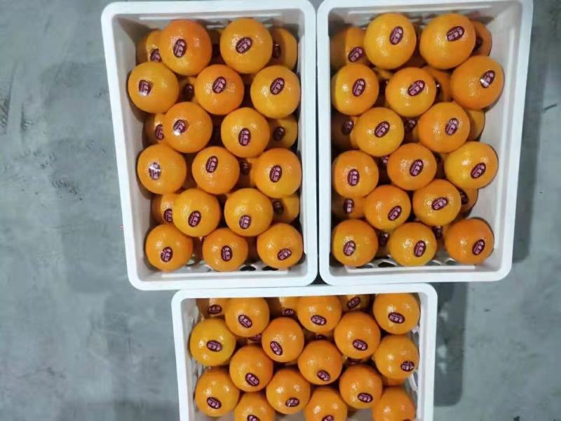 爱媛果冻橙已大量上市口感好果型好果面漂亮欢迎老板下单联系