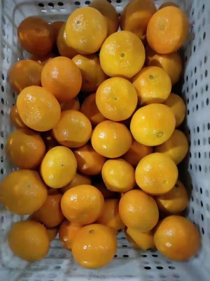爱媛果冻橙已大量上市口感好果型好果面漂亮欢迎老板下单联系