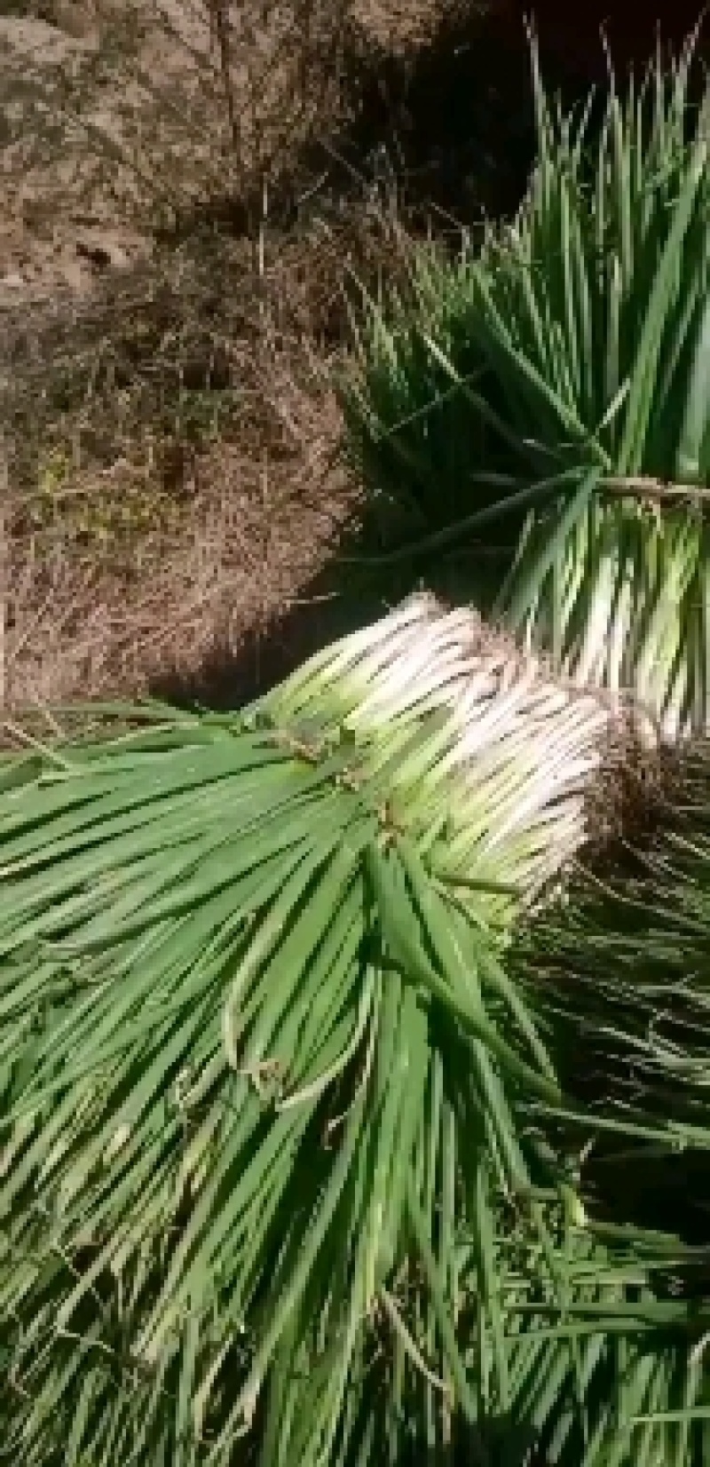 分葱