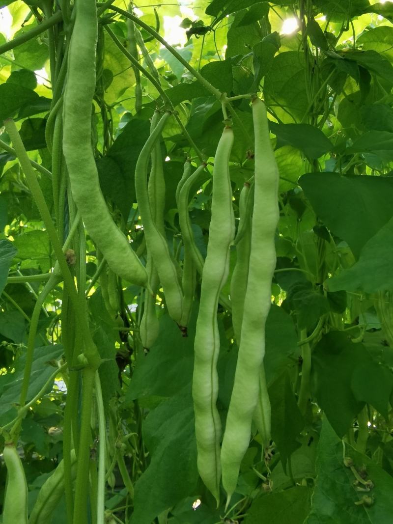 芸豆大量上市中