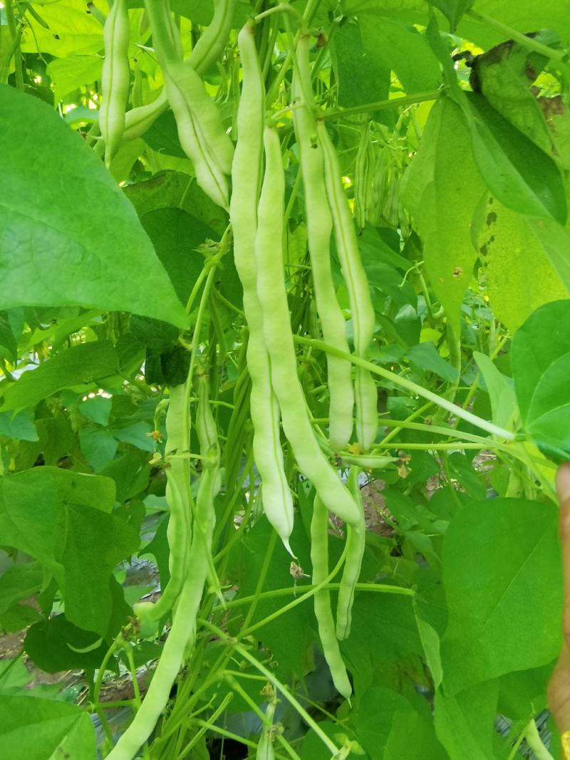 芸豆大量上市中