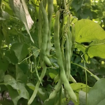 芸豆大量上市中